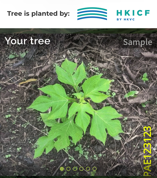 Tree Demo